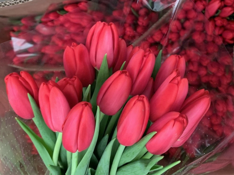 Живые тюльпаны оптом. Тюльпаны разных цветов стильно. Яркие двухцветные тюльпаны фото. Купить живые тюльпаны оптом в Астрахани.
