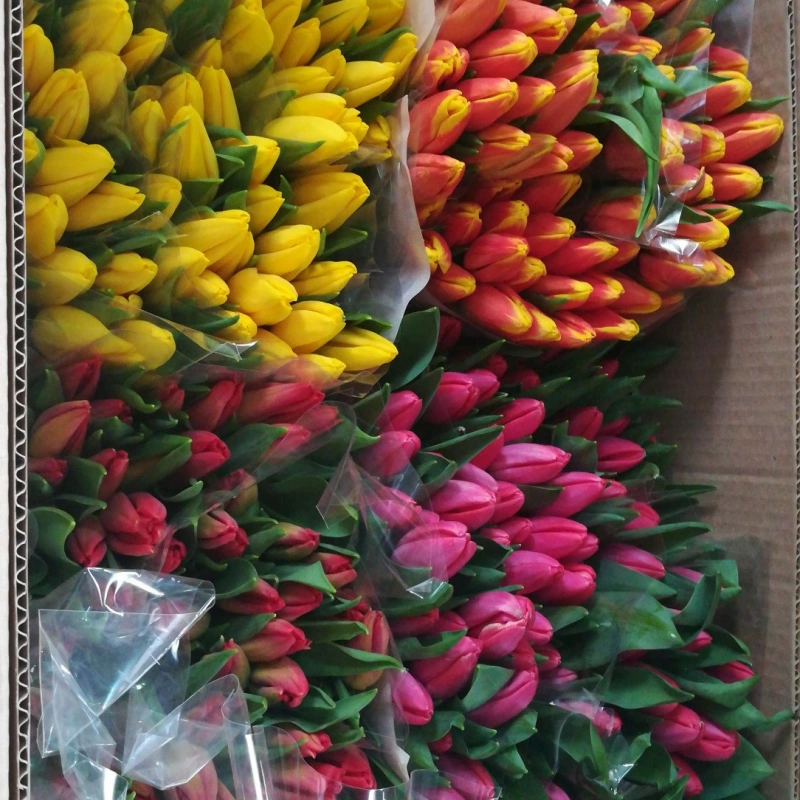 Сколько стоят тюльпаны в Пугачеве. Купить ночник тюльпаны оптом в Твери.