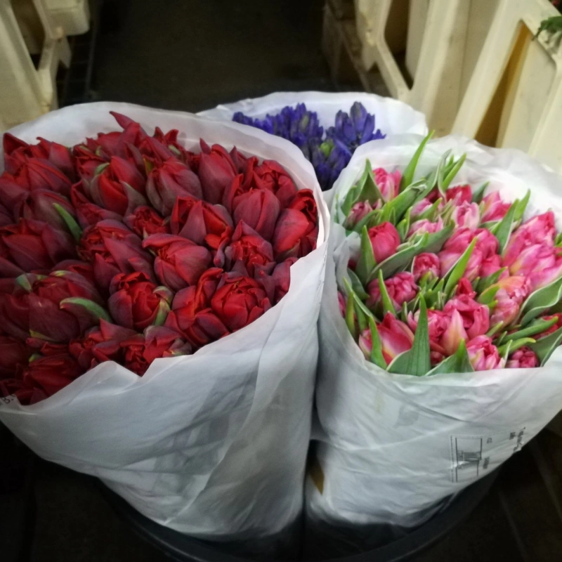 Купить тюльпаны оптом крым